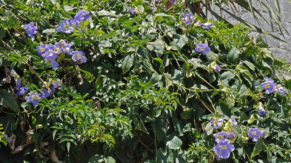 Thunbergia grandiflora