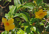 Allamanda cathartica