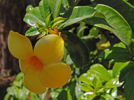 Allamanda cathartica