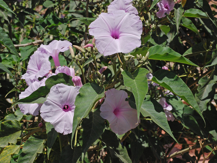 Ipomoea crassicaulis