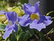 Thunbergia grandiflora