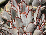 Kalanchoe tomentosa