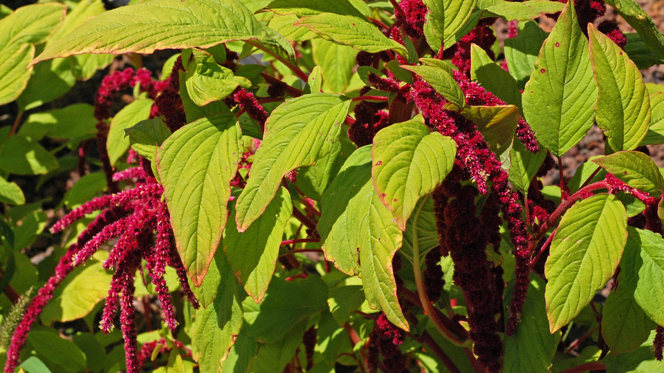 Amaranthus caudatus