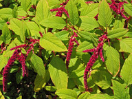 Amaranthus caudatus