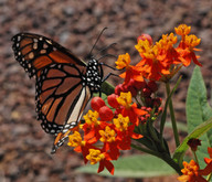 Asclepias curassavica