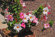 Mandevilla sanderi