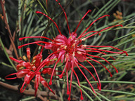 Grevillea sp.5