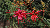 Grevillea sp.5