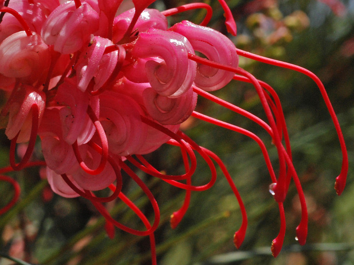 Grevillea sp.5