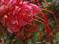 Grevillea sp.5