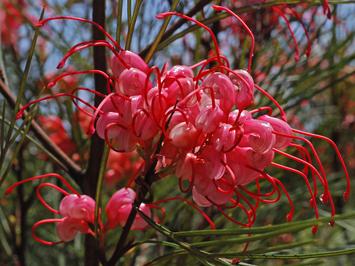 Grevillea sp.5