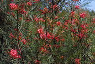 Grevillea sp.5