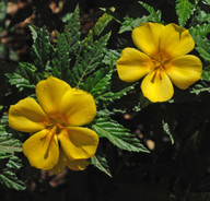 Turnera ulmifolia