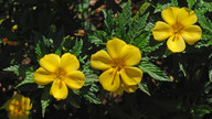 Turnera ulmifolia