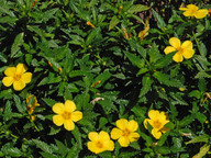 Turnera ulmifolia