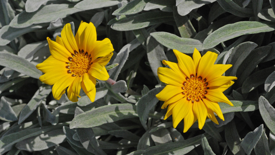 Gazania uniflora