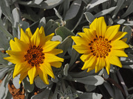 Gazania uniflora