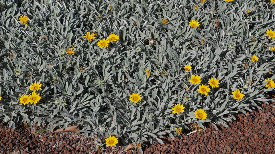 Gazania uniflora