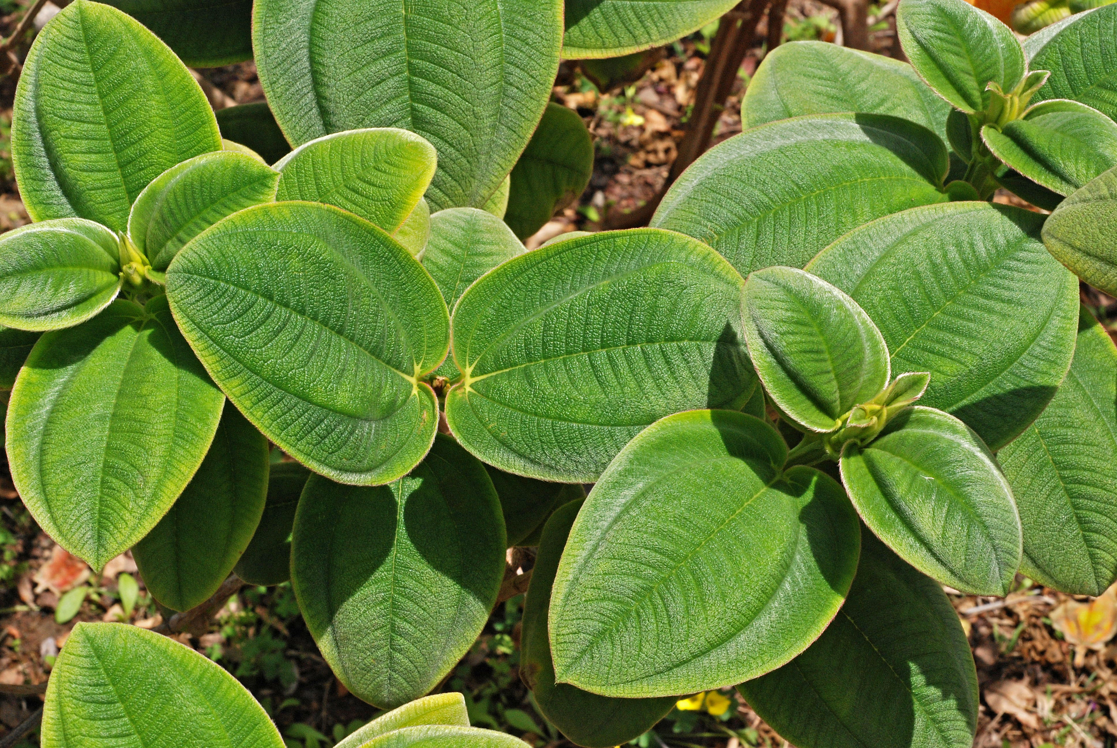 Tibouchina grandifolia