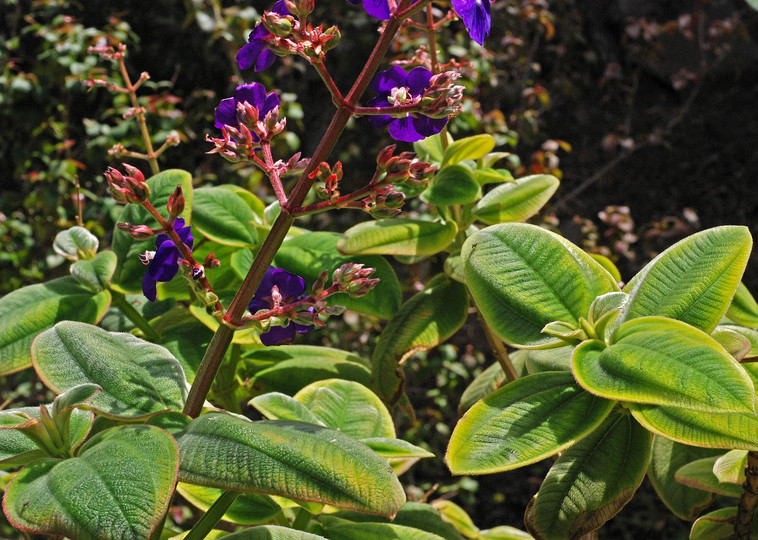 Tibouchina grandifolia