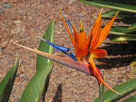 Strelitzia reginae