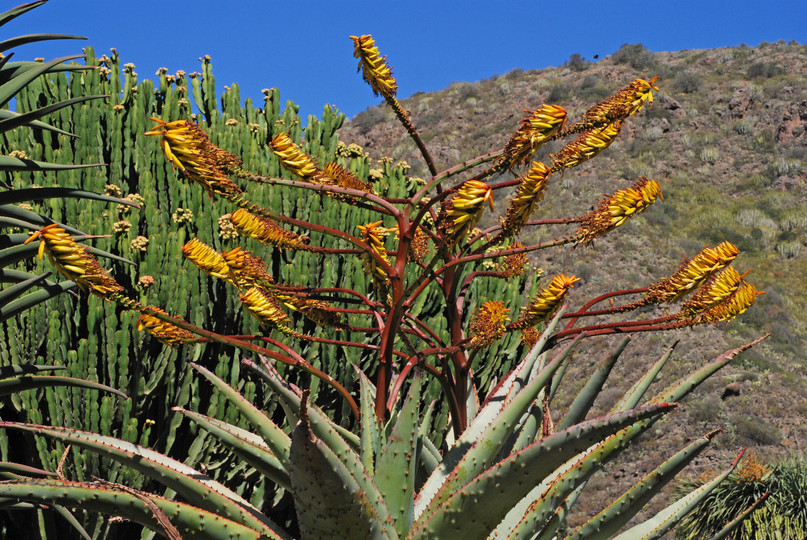 Aloe marlothii