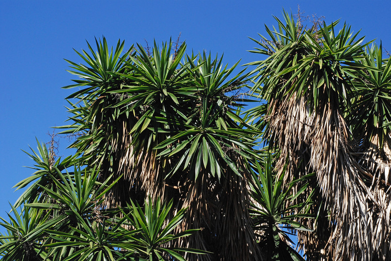 Yucca guatemalensis