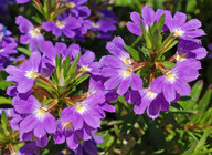 Scaevola aemula