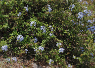 Plumbago articulata