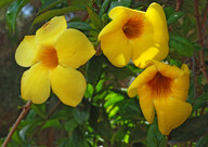 Allamanda cathartica