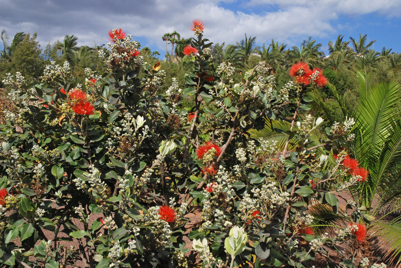 Metrosideros excelsa