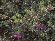 Leucophyllum frutescens