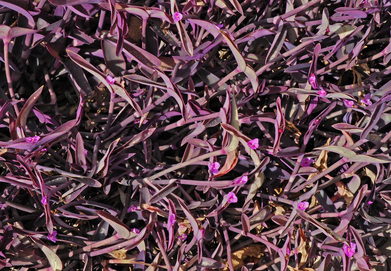 Tradescantia pallida