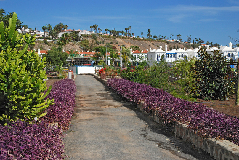 Tradescantia pallida