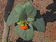 Cordia sebestena