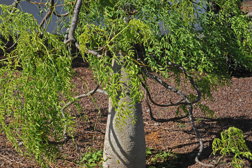 Moringa oleifera