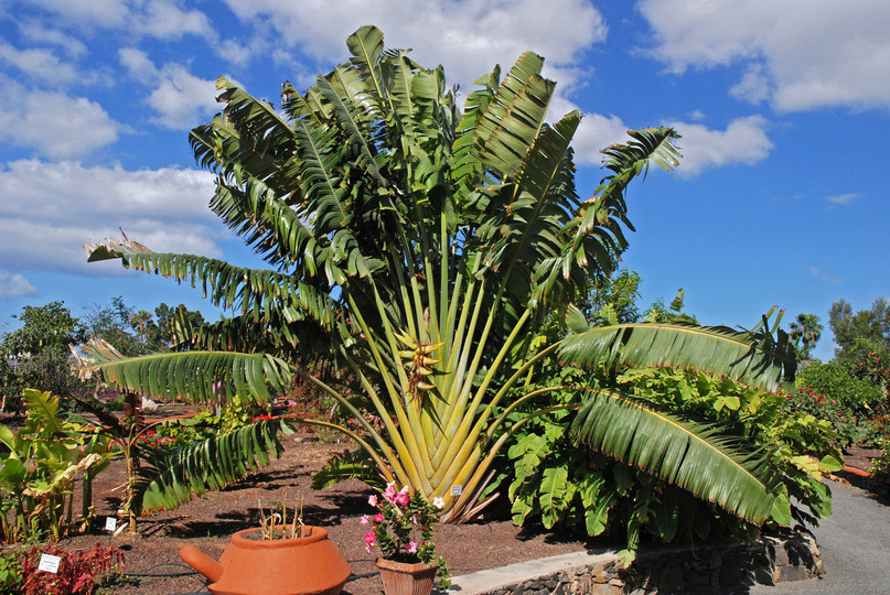 Ravenala madagascariensis