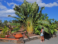 Ravenala madagascariensis