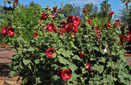 Alcea rosea