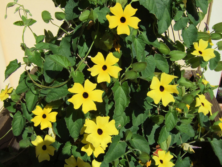 Thunbergia elata