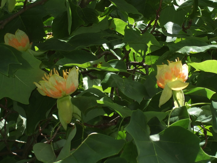 Liriodendron tulipifera