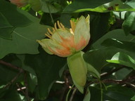 Liriodendron tulipifera