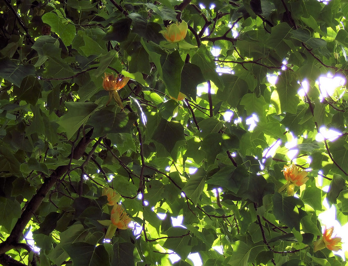 Liriodendron tulipifera