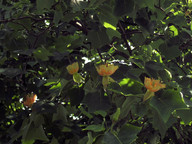 Liriodendron tulipifera