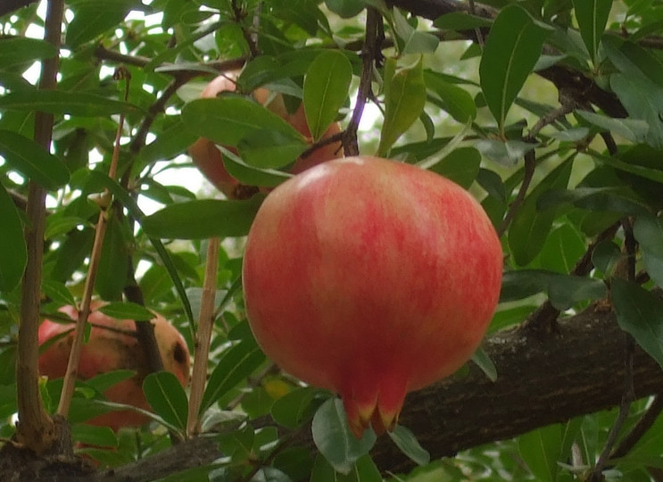 Punica granatum