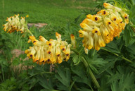 Corydalis sibirica