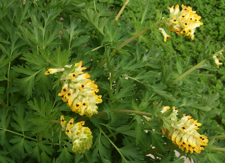 Corydalis sibirica