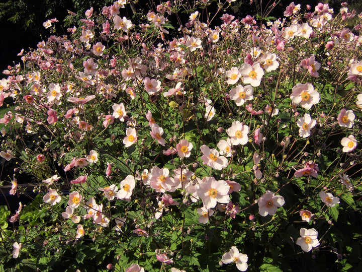 Anemone hupehensis