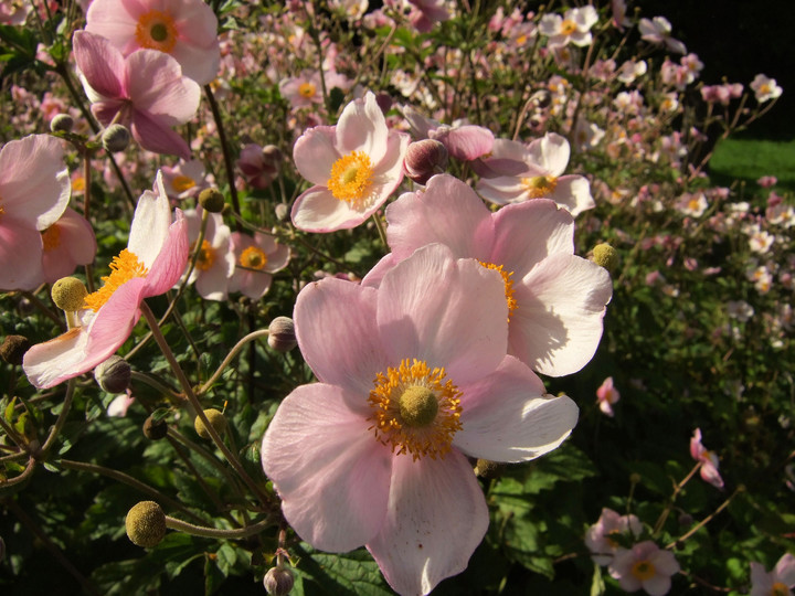 Anemone hupehensis