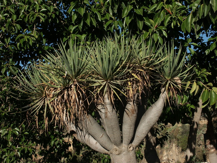 Dracena draco